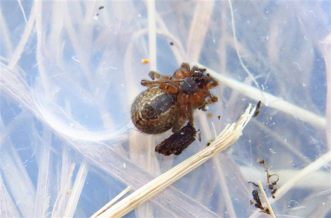 Theridiidae:  Enoplognatha cfr mandibularis  - Costa de Caparica (Portogallo)